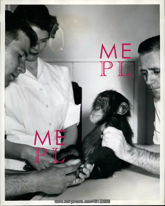 : Chimpanzee Gets Checkup : Chimpanzee Gets Checkup