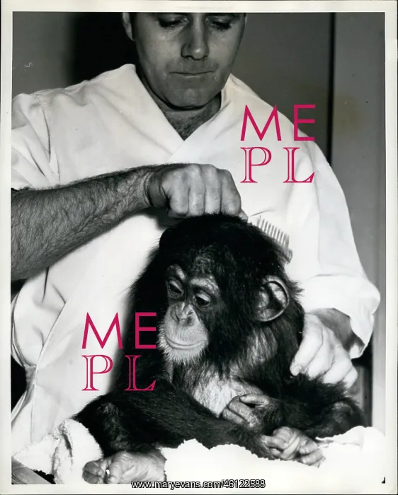 : Chimpanzee Gets Checkup : Chimpanzee Gets Checkup