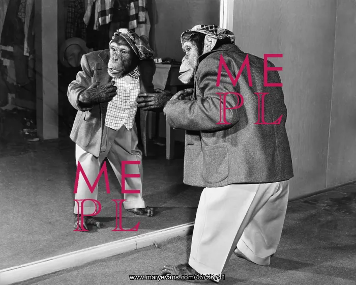 : Chimpanzee in a jacket and trousers in front of a mirror : Chimpanzee in a jacket and trousers in front of a mirror