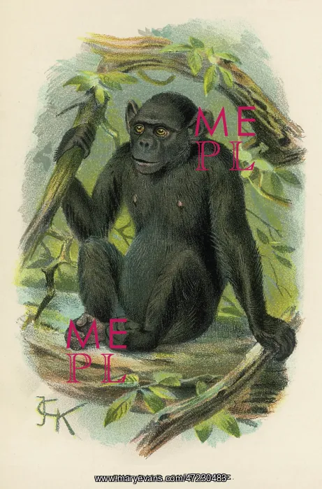  : CHIMPANZEE / JCK ILLUS