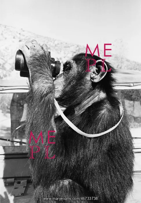 : Chimpanzee looking through binoculars : Chimpanzee looking through binoculars