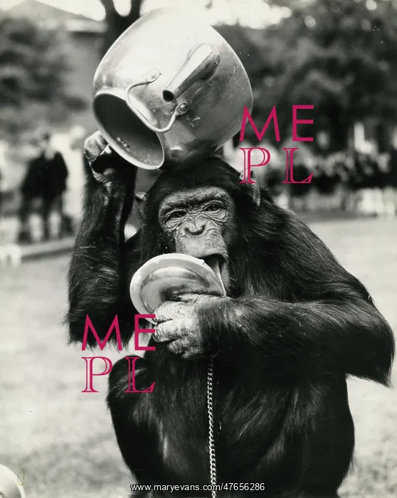 : Chimpanzee with metal teapot : Chimpanzee with metal teapot