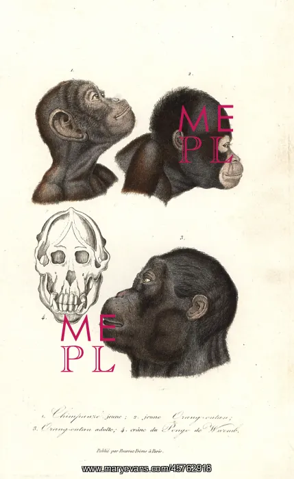 : Chimpanzee and orangutan heads : Chimpanzee and orangutan heads