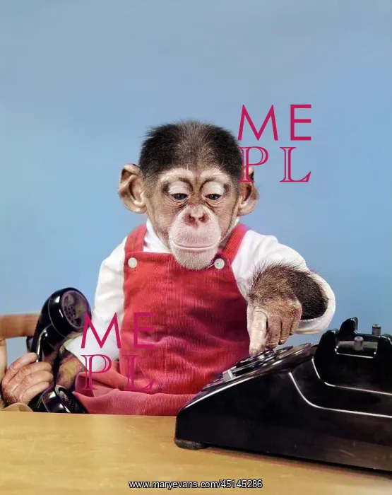 : Chimpanzee in Overalls Dialing Phone Holding Receiver : Chimpanzee in Overalls Dialing Phone Holding Receiver