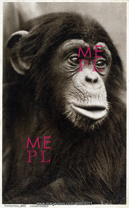 : Chimpanzee at Paignton Zoo, Devon, England : Chimpanzee at Paignton Zoo, Devon, England