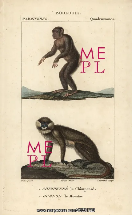 : Chimpanzee, Pan troglodytes (endangered), and : Chimpanzee, Pan troglodytes (endangered), and