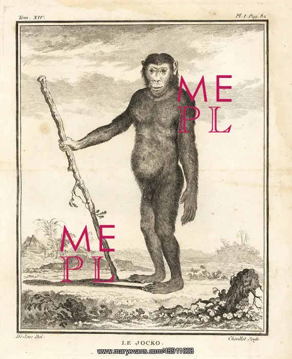 : Chimpanzee, Pan troglodytes. Endangered : Chimpanzee, Pan troglodytes. Endangered