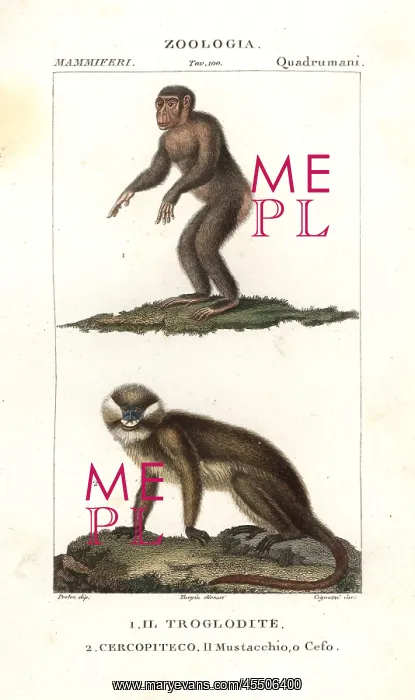 : Chimpanzee, Simia troglodytes, and moustached : Chimpanzee, Simia troglodytes, and moustached