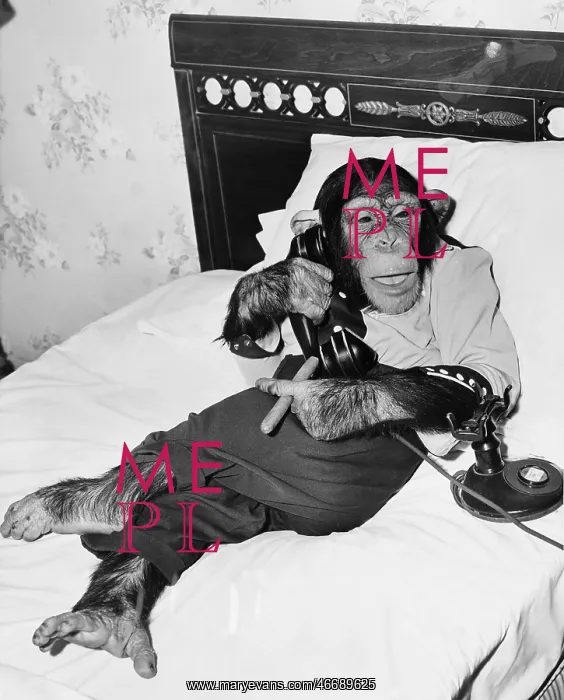 : Chimpanzee sitting in bed on the telephone and smoking : Chimpanzee sitting in bed on the telephone and smoking