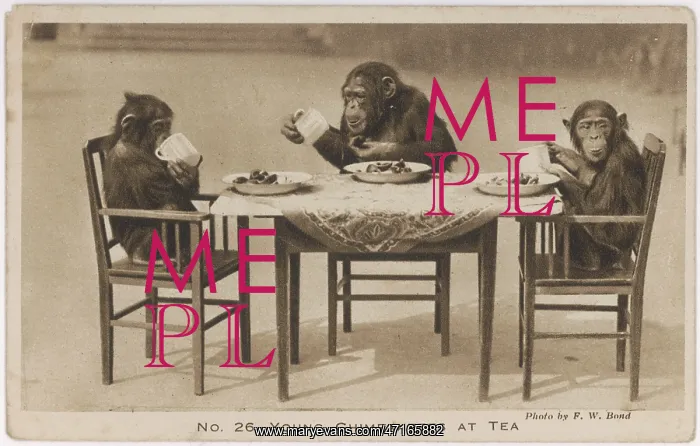  : Chimpanzee tea party