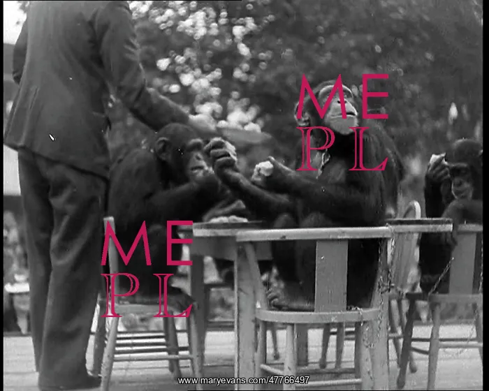 : Chimpanzees Having A Tea Party at the Zoo : Chimpanzees Having A Tea Party at the Zoo