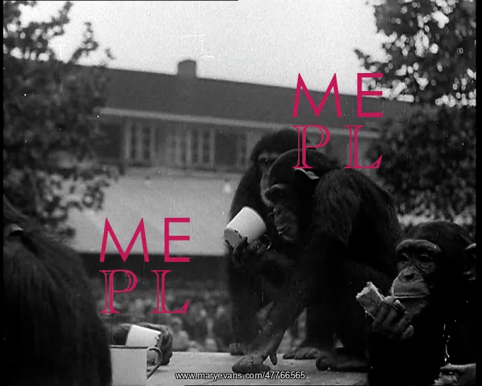 : Chimpanzees Having A Tea Party at the Zoo : Chimpanzees Having A Tea Party at the Zoo