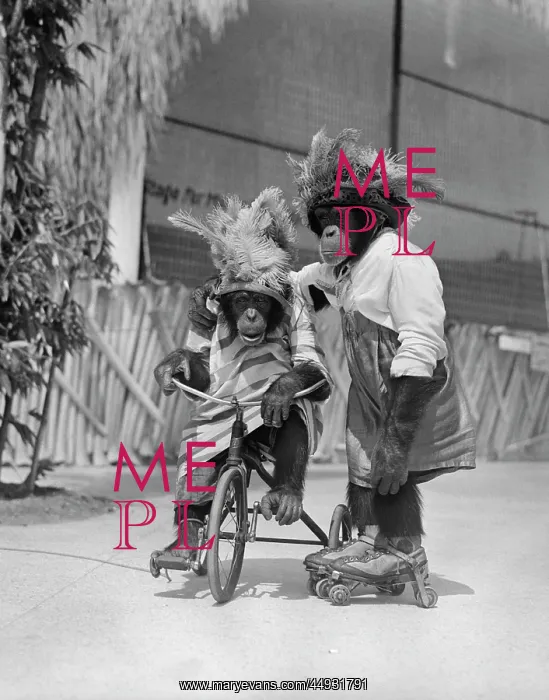: Two Chimpanzees Monkeys Wearing Straw and Feather Hats and : Two Chimpanzees Monkeys Wearing Straw and Feather Hats and