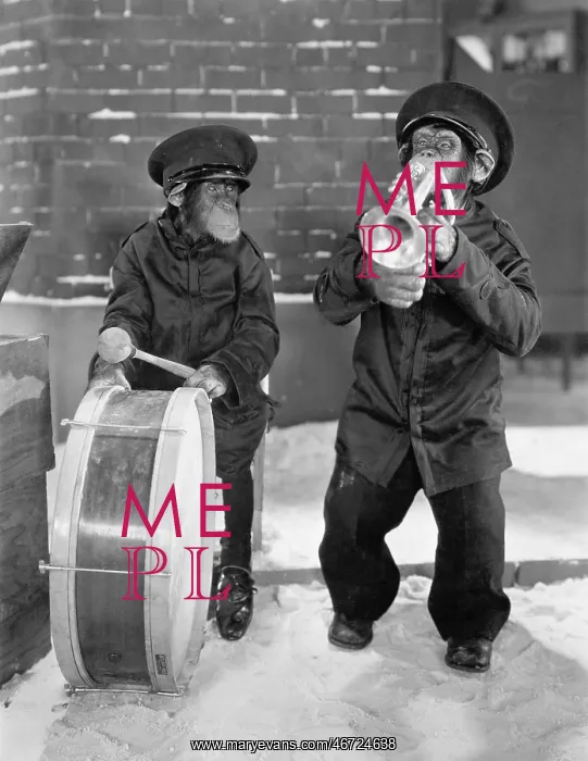 : Chimpanzees playing music : Chimpanzees playing music