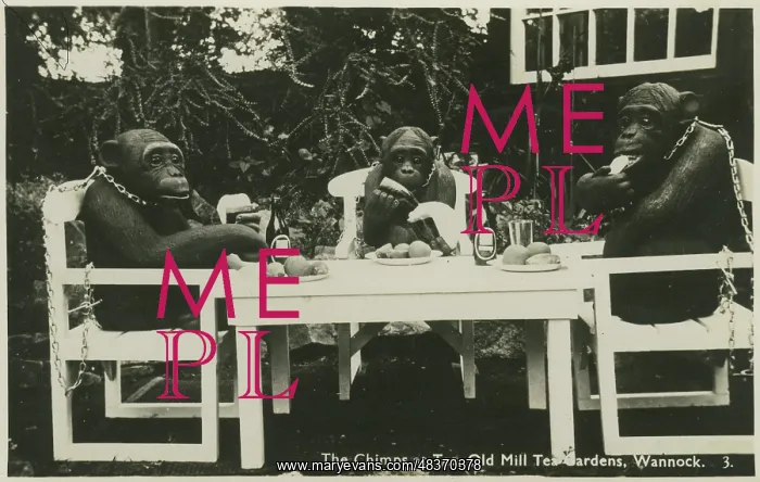 : Chimps Having Tea : Chimps Having Tea
