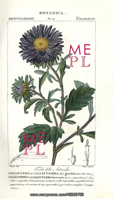 : China aster, Callistephus chinensis : China aster, Callistephus chinensis
