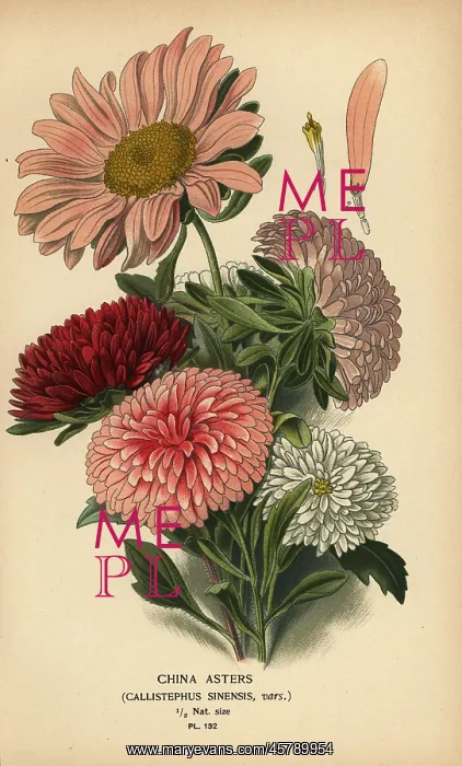  : China aster varieties, Callistephus x sinensis