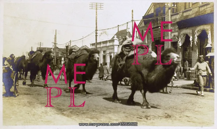  : China - a caravan of Bactrian camels - Beijing