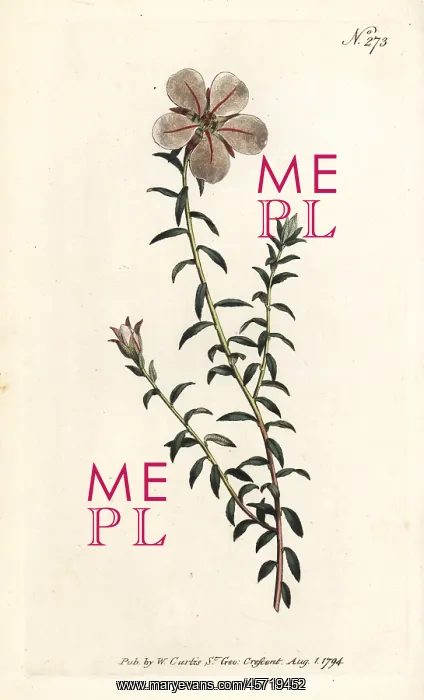  : China flower, Adenandra uniflora