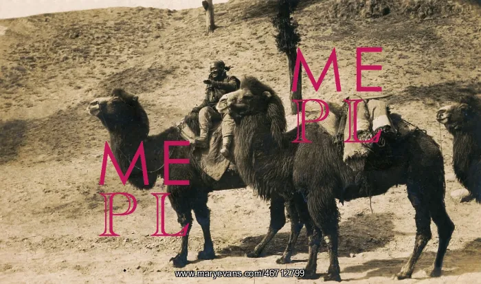 : China - Gobi Desert - Bactrian Camel train : China - Gobi Desert - Bactrian Camel train