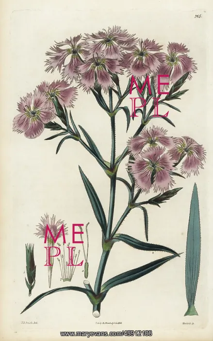 : China pink, Dianthus chinensis : China pink, Dianthus chinensis