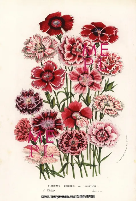 : China pinks, Dianthus chinensis : China pinks, Dianthus chinensis
