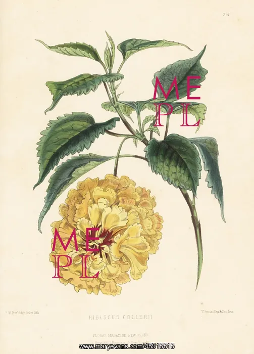 : China rose, Hibiscus collerii : China rose, Hibiscus collerii