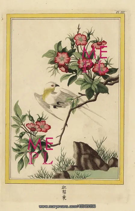 : China rose, Hibiscus rosa-sinensis : China rose, Hibiscus rosa-sinensis