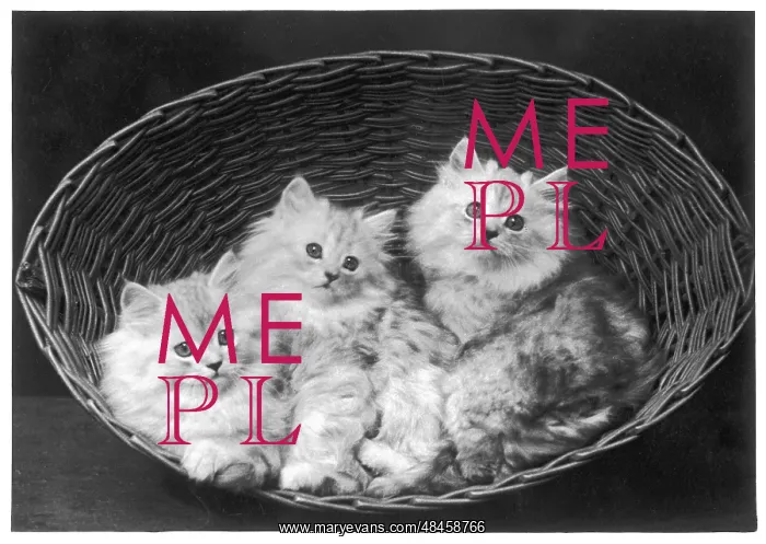: THREE CHINCHILLA KITTENS : THREE CHINCHILLA KITTENS