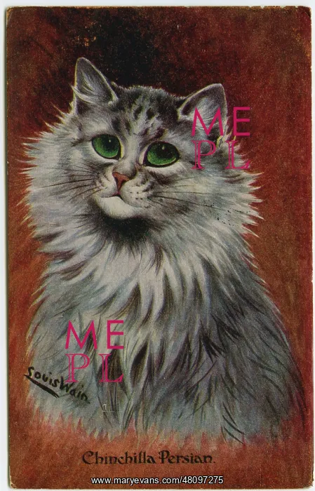 : Chinchilla Persian cat on a postcard : Chinchilla Persian cat on a postcard