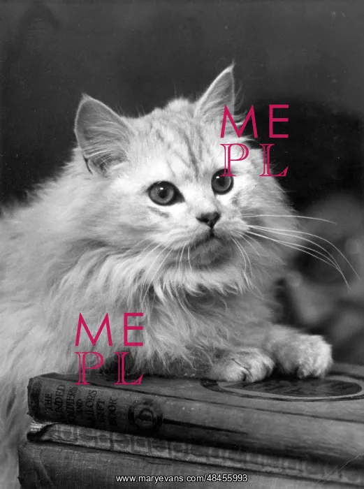 : CHINCILLA ON A BOOK : CHINCILLA ON A BOOK