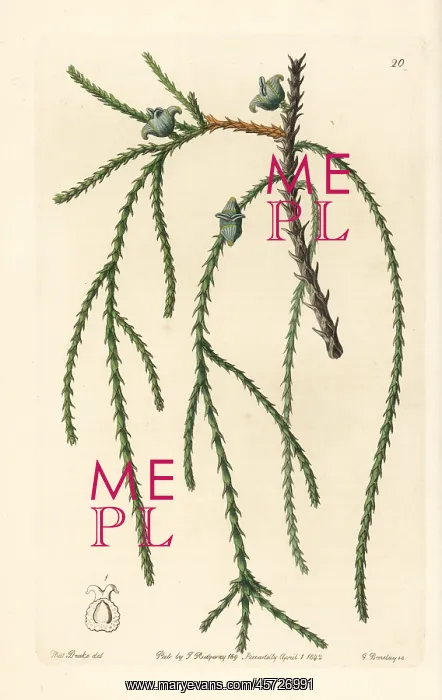 : Chinese arborvitae, Platycladus orientalis : Chinese arborvitae, Platycladus orientalis