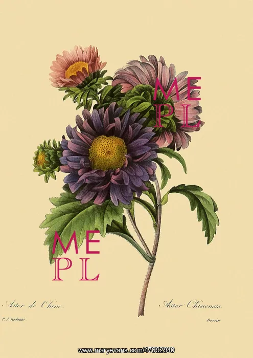 : Chinese Aster : Chinese Aster