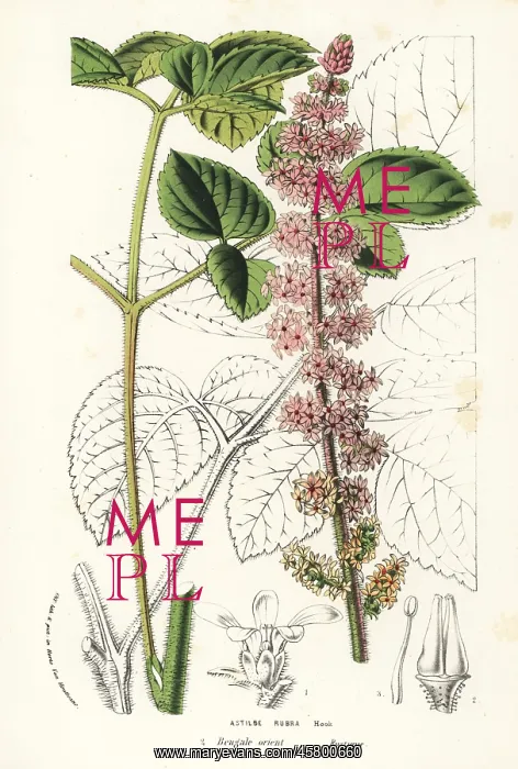 : Chinese astilbe, Astilbe rubra : Chinese astilbe, Astilbe rubra