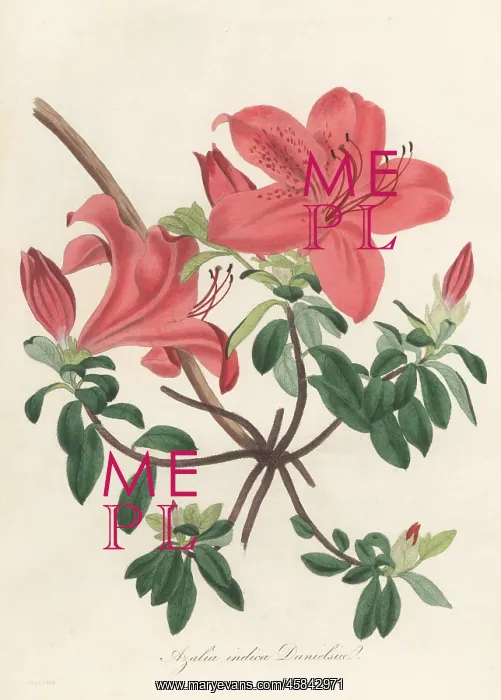 : Chinese azalea, Rhododendron indicum : Chinese azalea, Rhododendron indicum
