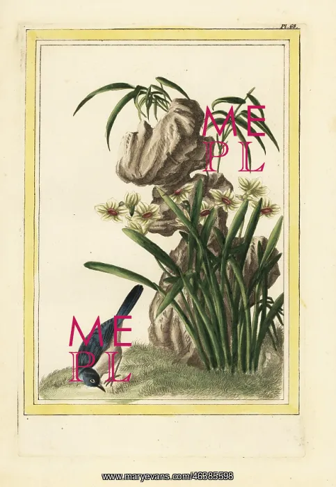 : Chinese daffodil, Narcissus tazetta : Chinese daffodil, Narcissus tazetta