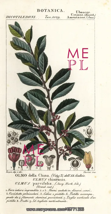 : Chinese elm, Ulmus parvifolia : Chinese elm, Ulmus parvifolia