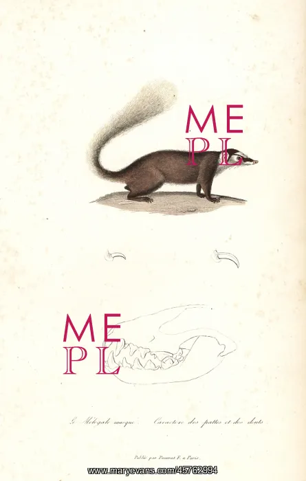 : Chinese ferret-badger, Melogale moschata : Chinese ferret-badger, Melogale moschata