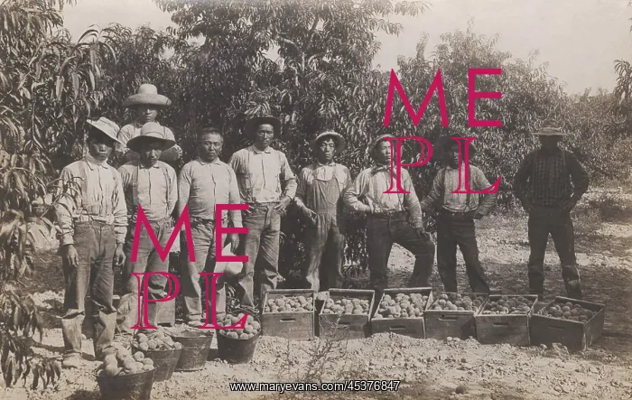 : Chinese fruit pickers in the western US. The : Chinese fruit pickers in the western US. The