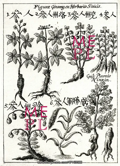 : Chinese ginseng plants : Chinese ginseng plants