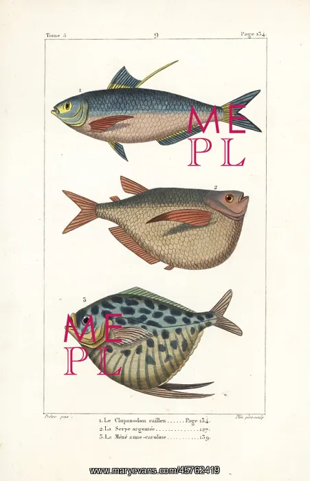 : Chinese gizzard shad, silver hatchetfish and moonfish : Chinese gizzard shad, silver hatchetfish and moonfish