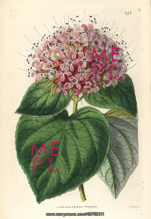 : Chinese glory bower, Clerodendrum chinense : Chinese glory bower, Clerodendrum chinense
