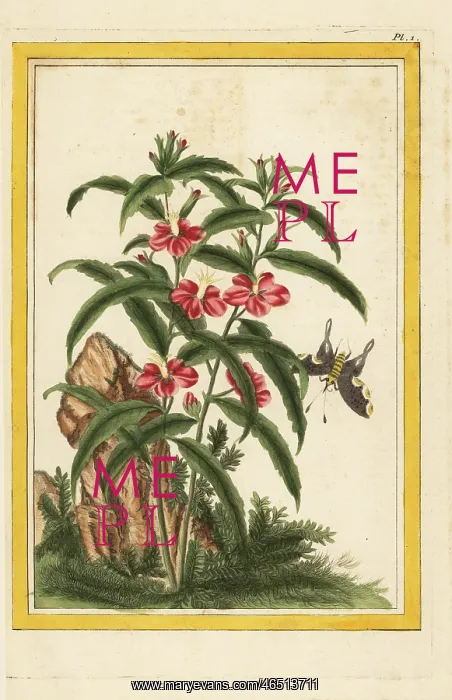 : Chinese hollyhock, Malva alcea : Chinese hollyhock, Malva alcea