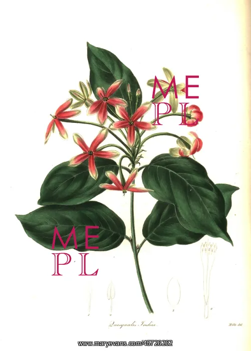 : Chinese honeysuckle, Combretum indicum : Chinese honeysuckle, Combretum indicum