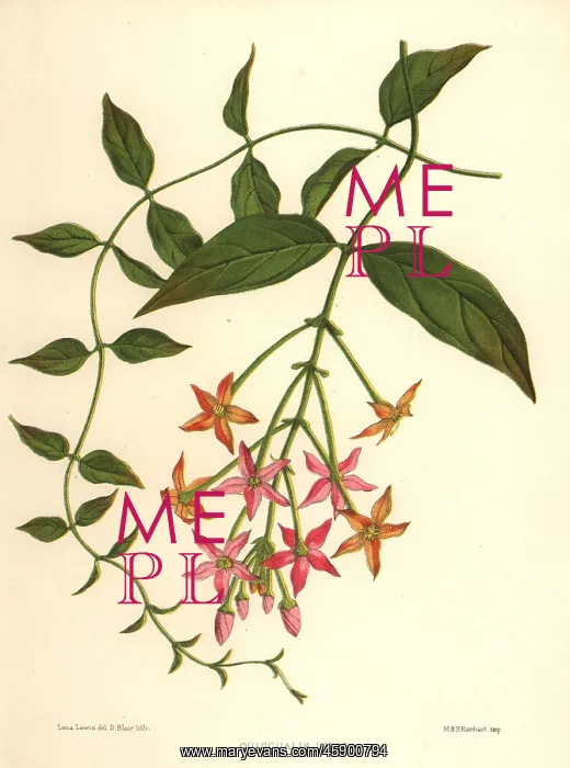 : Chinese honeysuckle, Combretum indicum : Chinese honeysuckle, Combretum indicum