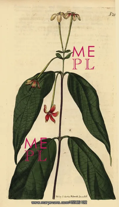 : Chinese honeysuckle, Combretum indicum : Chinese honeysuckle, Combretum indicum