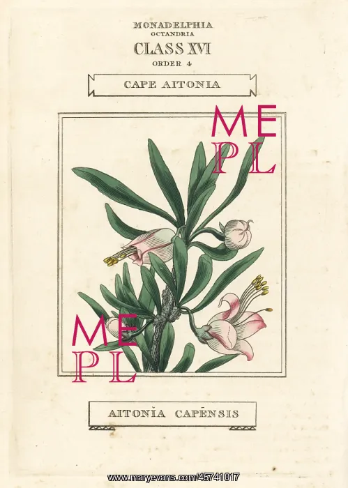 : Chinese lantern, Nymania capensis : Chinese lantern, Nymania capensis