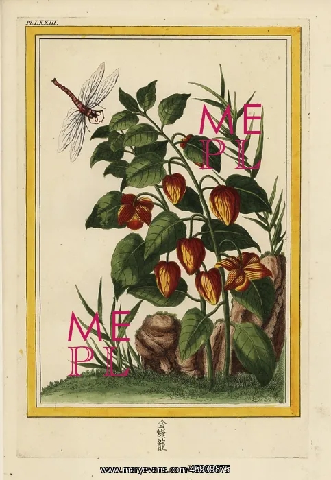 : Chinese lantern, Physalis alkekengi : Chinese lantern, Physalis alkekengi