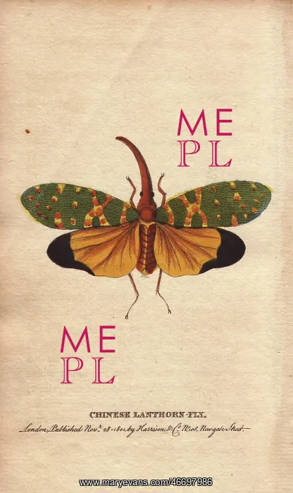 : Chinese lanthorn fly or lantern fly, Pyrops candelarius : Chinese lanthorn fly or lantern fly, Pyrops candelarius