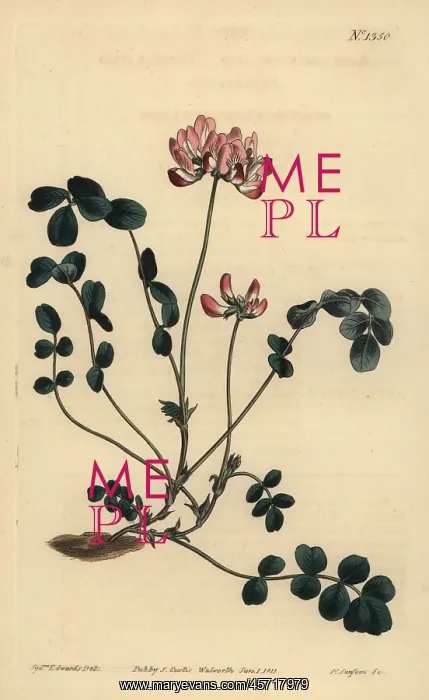 : Chinese milkvetch, Astragalus sinicus : Chinese milkvetch, Astragalus sinicus